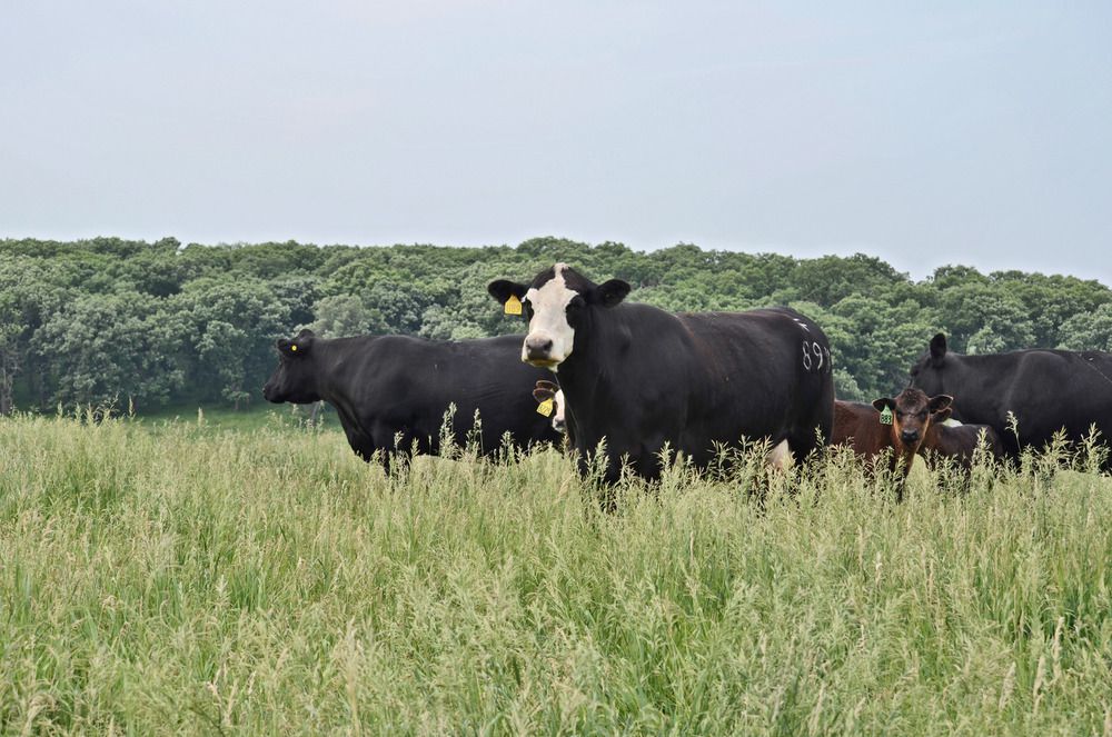 How to Use Crossbreeding to Improve Cattle Performance