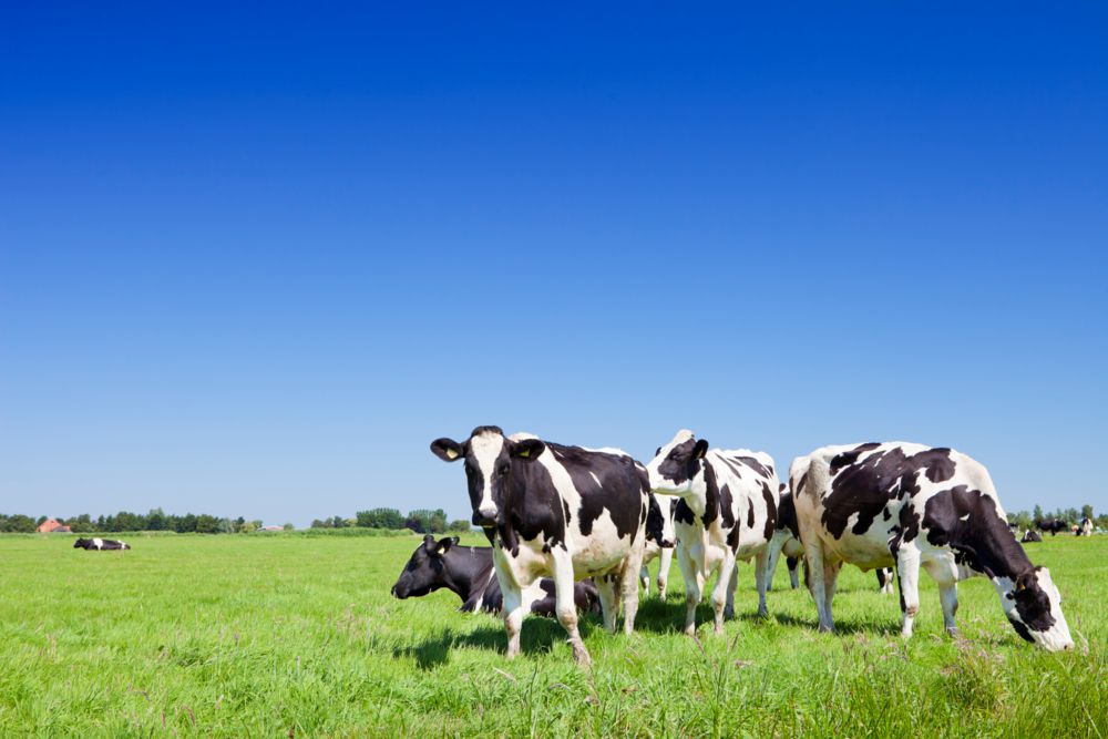 Technology as a Dairy Management Tool