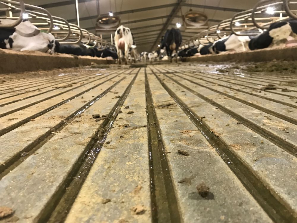 Dairy Barn Flooring Is the Foundation for Herd Health