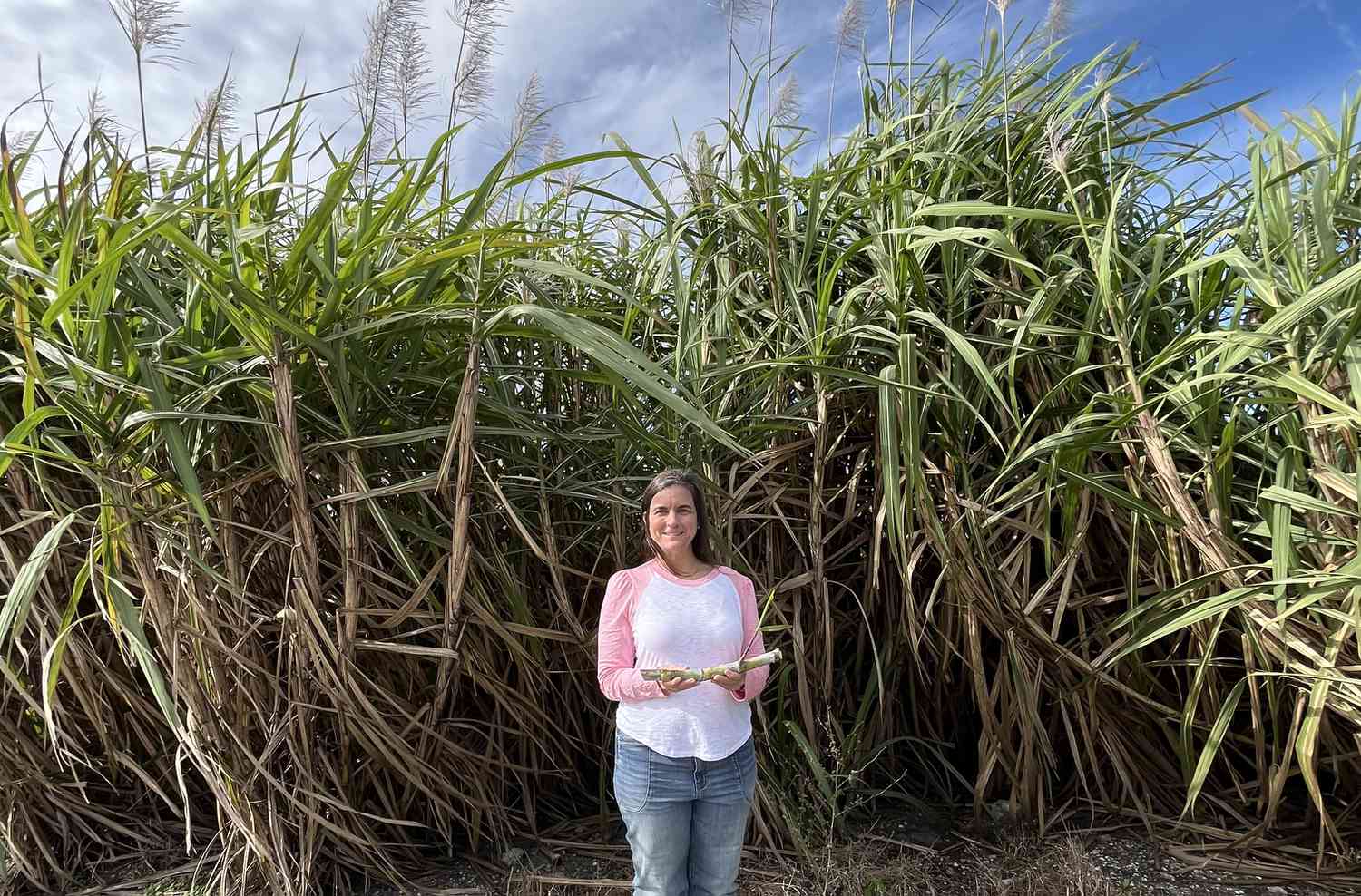 7 Things I Learned About Sugar Cane Farming