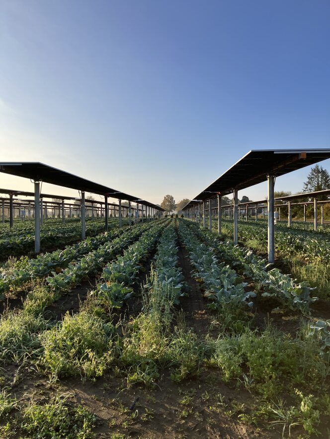 Expansion of Large-Scale Solar Power Generation on Farmland Is Underway