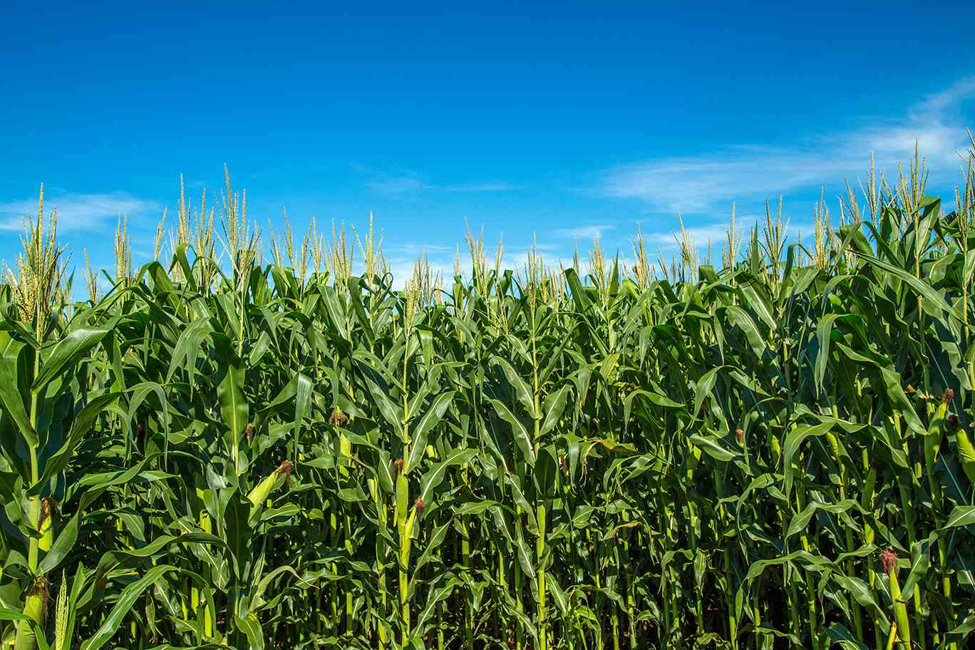 U.S., Global Ag Economies Face Uncertainties Heading Into 2025