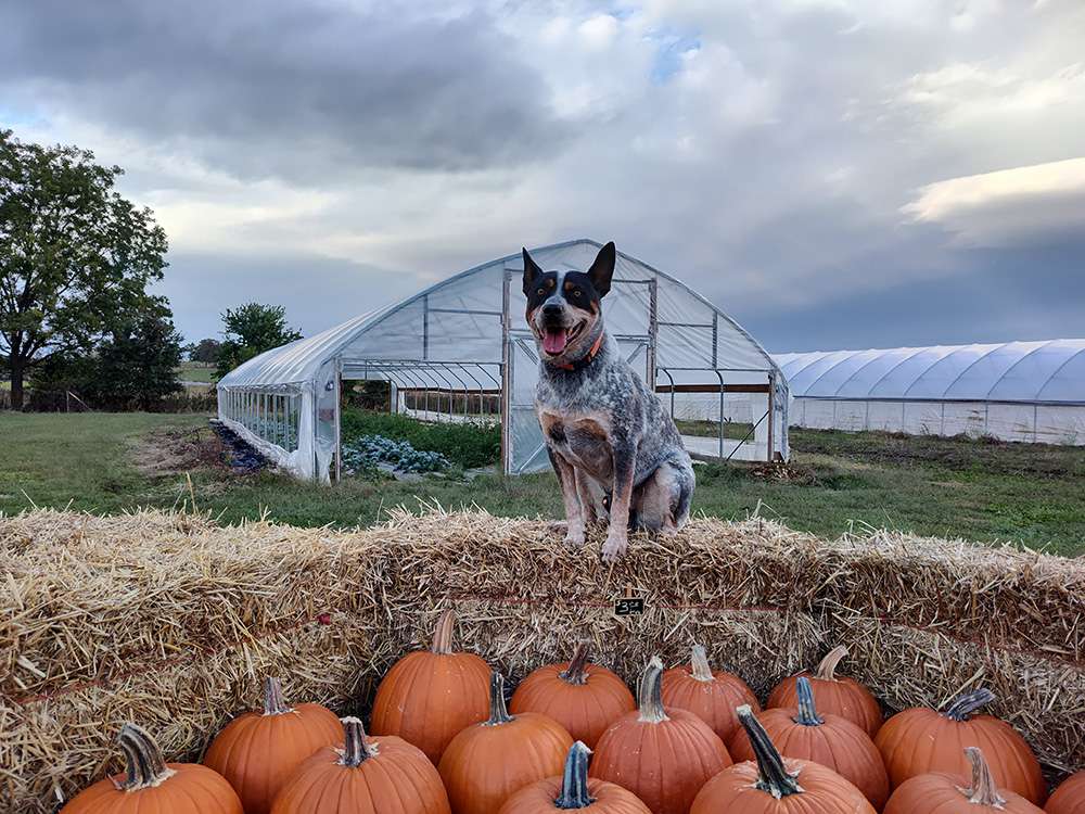 The Best Farm Dogs for Herding, Guarding Livestock, and More