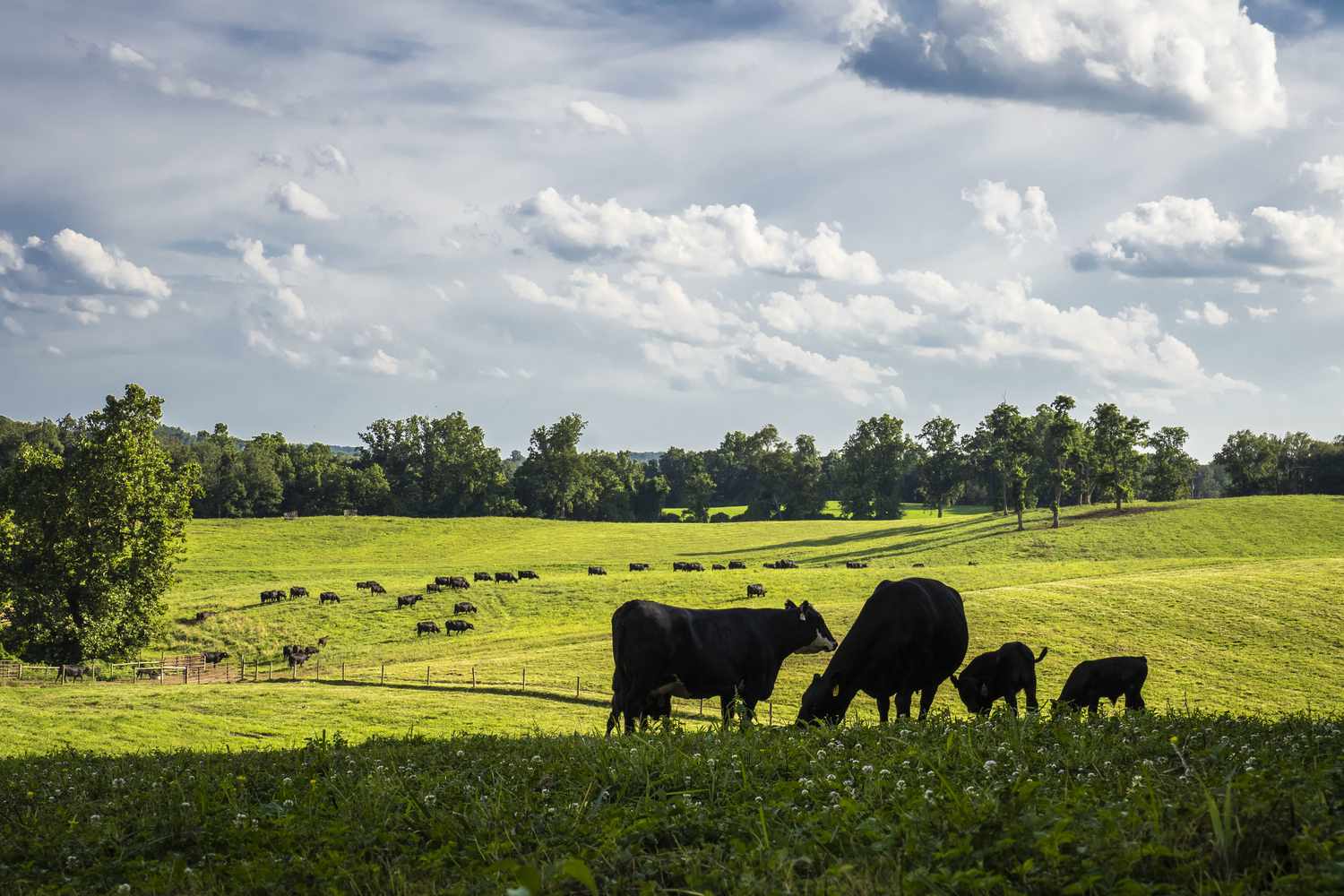 5 New Technologies for Beef Producers