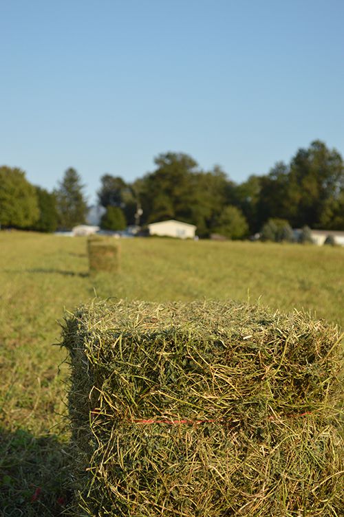 What Goes Into the Process of Hay Testing